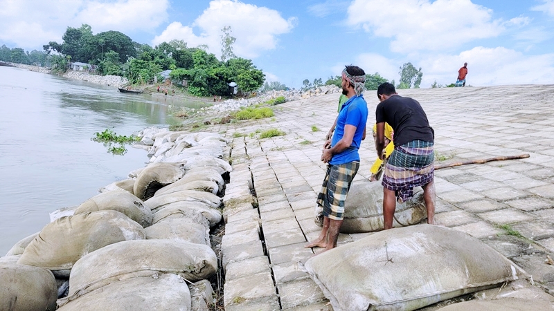 সারডোব গ্রামের ধরলা বাঁধের বিপজ্জনক অবস্থা, হাজার হাজার পরিবার ও ফসল ঝুঁকিতে