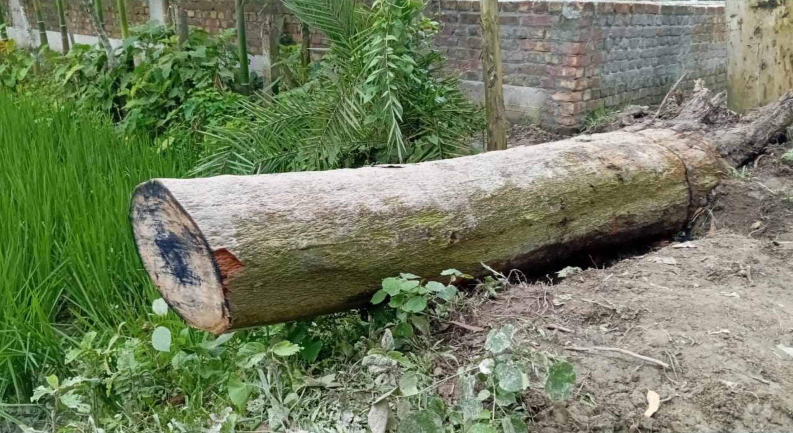 ভূরুঙ্গামারীতে গভীর রাতে সরকারি ইউক্যালিপ্টাস গাছ কেটে নেওয়ার অভিযোগ, এলাকায় ক্ষোভ