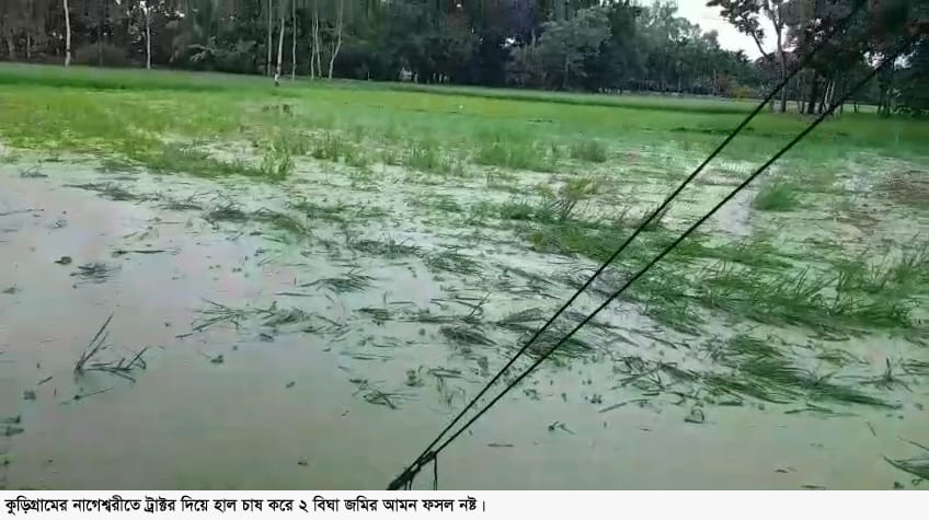 নাগেশ্বরীতে ট্রাক্টর দিয়ে হাল চাষ করে ২ বিঘা জমির আমন ফসল নষ্ট করলো প্রতিপক্ষ