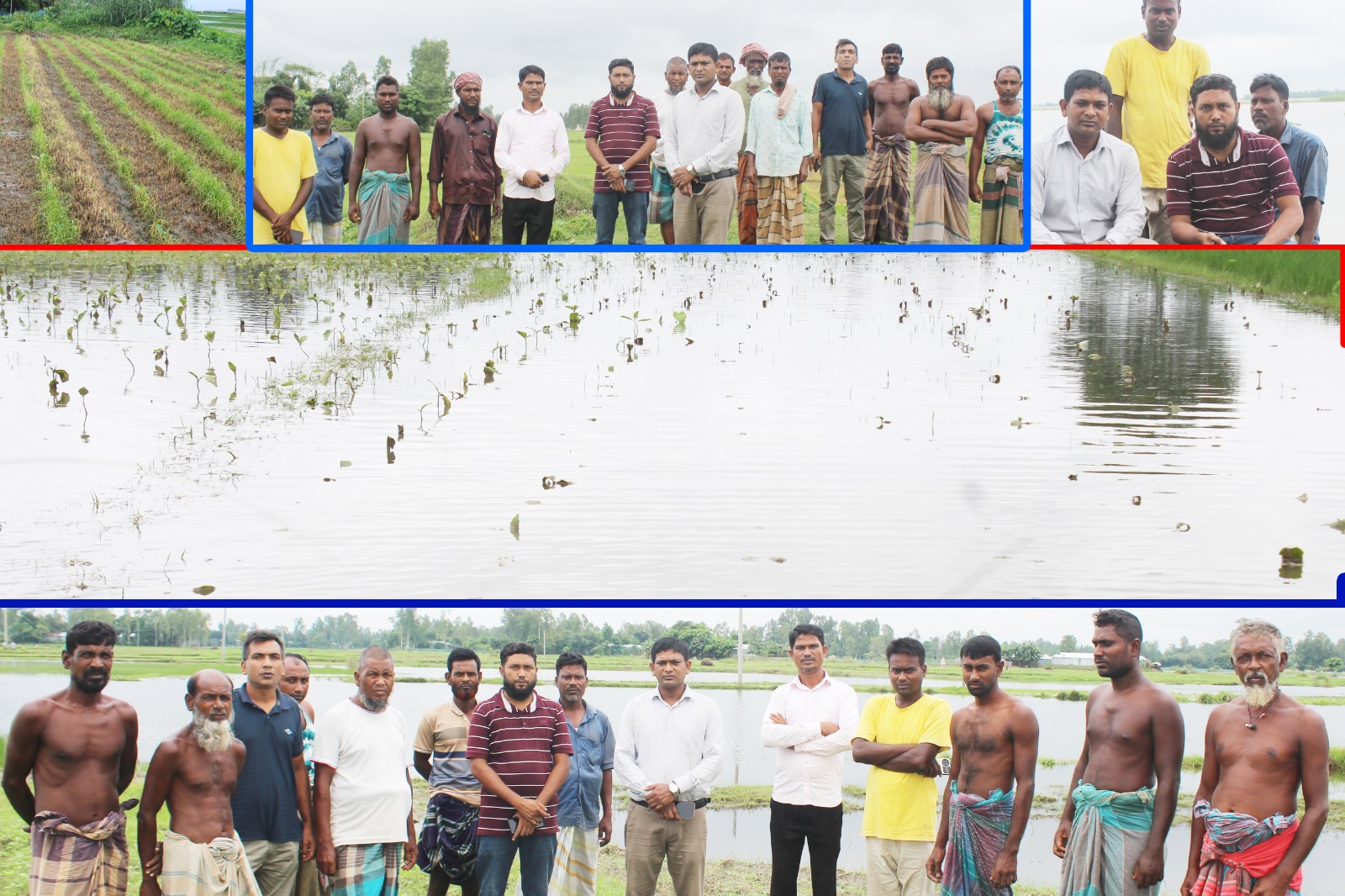 বন্যায় ক্ষতিগ্রস্ত দেরশ একর বেগুন ক্ষেত, হতাশ কৃষকরা সরকারি সহযোগিতা প্রত্যাশী
