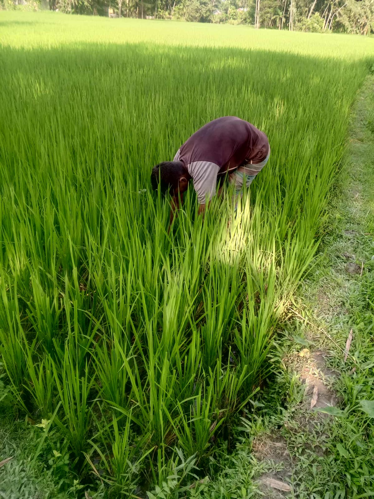 সার সংকটে কুড়িগ্রামের কৃষক,আমন চাষিদের মাথায় হাত