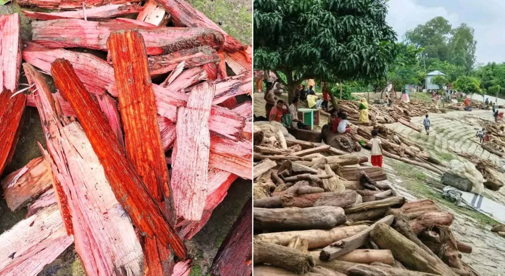 কুড়িগ্রামে কালজানি নদীতে লালচে গাছের গুঁড়ি, মানুষ ধরছে ‘রক্তচন্দন’ ভেবে