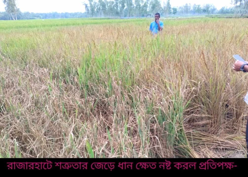 রাজারহাটে শত্রুতার জেড়ে ধান ক্ষেত নষ্ট করল প্রতিপক্ষ