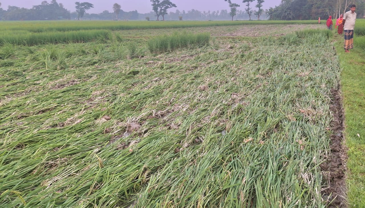 এ কেমন শত্রুতা, ভূরুঙ্গামারীতে ট্রাক্টর দিয়ে নষ্ট করা হলো ৮ বিঘা ধানক্ষেত