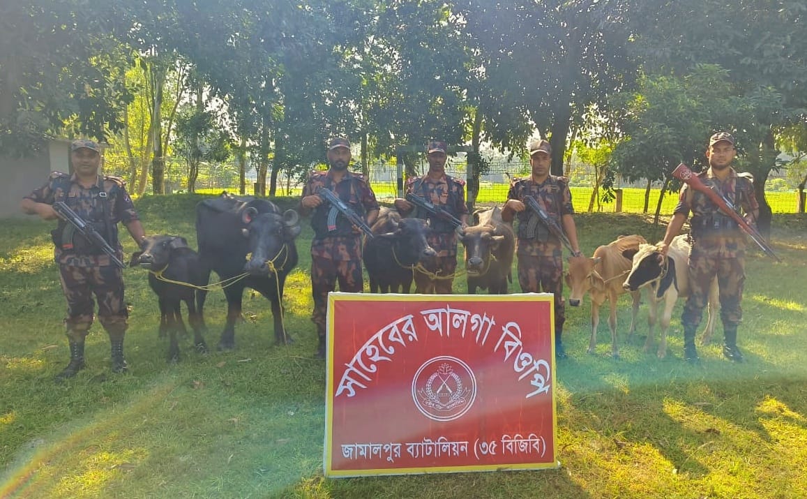 বিজিবির অভিযানে সীমান্তে ভারতীয় গরু মহিষ আটক