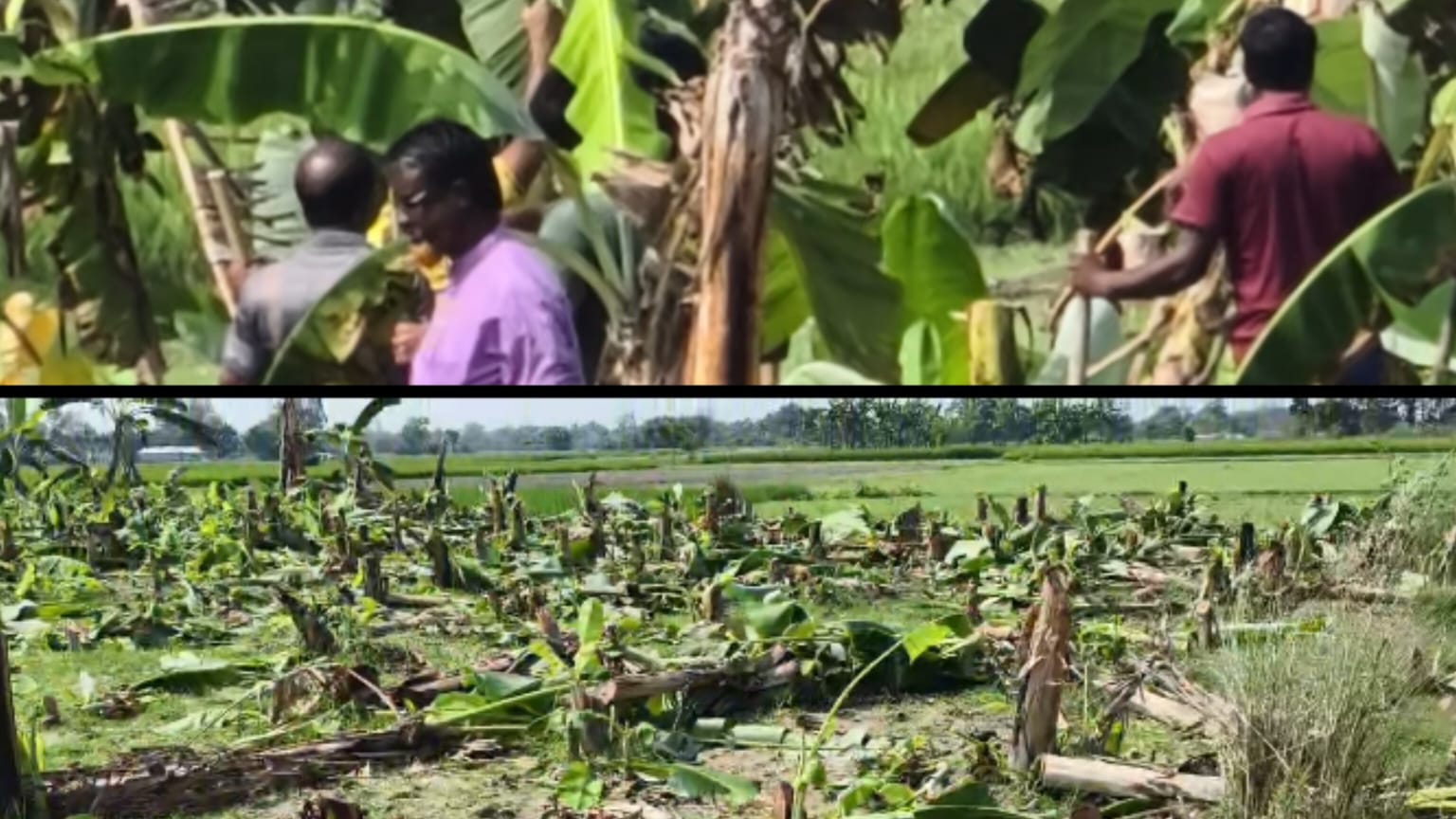 ভূরুঙ্গামারীতে ১২শ কলাগাছ কেটে কৃষকের ক্ষতি, হামলা ও ছিনতাইয়ের অভিযোগ