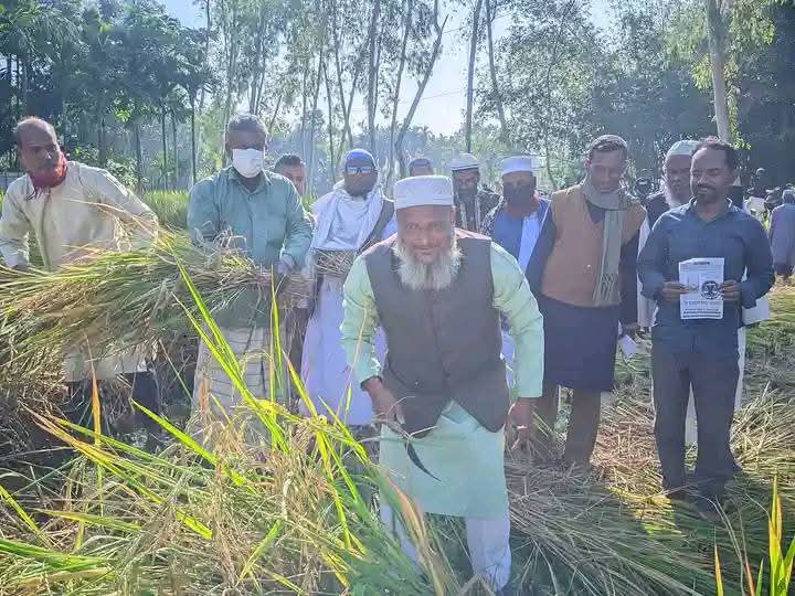 ভূরুঙ্গামারীর পাথডুবিতে গণসংযোগে নেমে ধান কাটলেন কুড়িগ্রাম–১ আসনের জামায়াত প্রার্থী