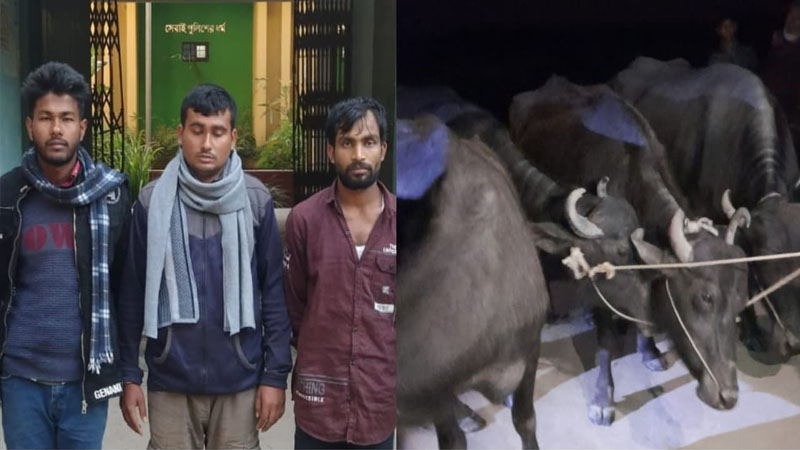 উলিপুরে মহিষ চুরি: নৌকায় পারাপারের সময় ৩ জন আটক