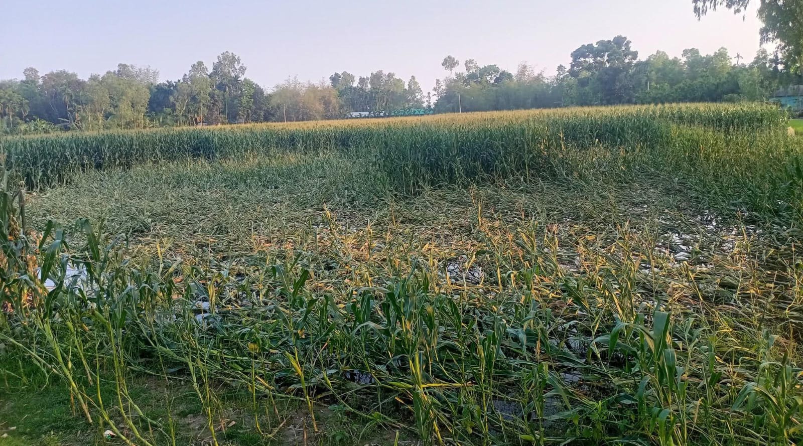 ভূরুঙ্গামারীতে টানা বৃষ্টিতে ফসলের ব্যাপক ক্ষতির আশঙ্কা, দুশ্চিন্তায় কৃষক