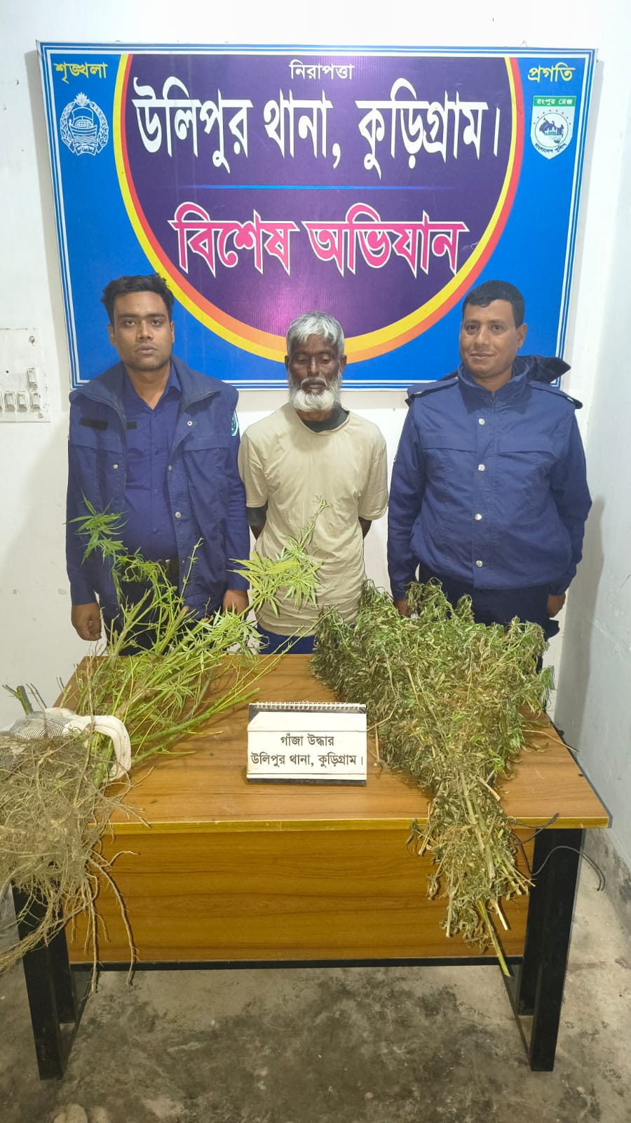 উলিপুরে বেগুন ক্ষেতে গাঁজার চারা: এক ব্যক্তি গ্রেফতার