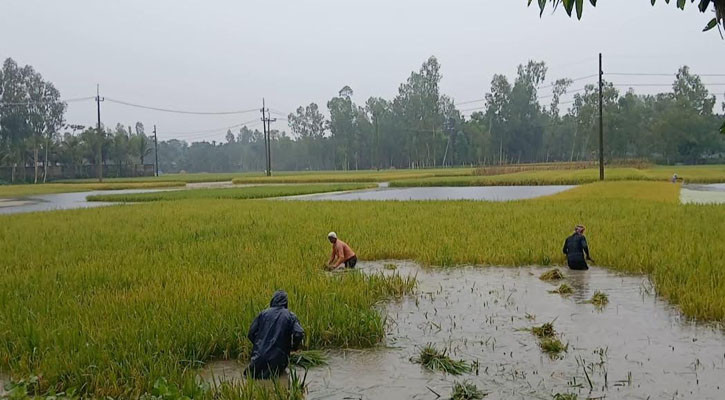 টানা ভারী বৃষ্টিতে কুড়িগ্রামে বোরো ধানের ব্যাপক ক্ষতির আশঙ্কা, দুশ্চিন্তায় কৃষক