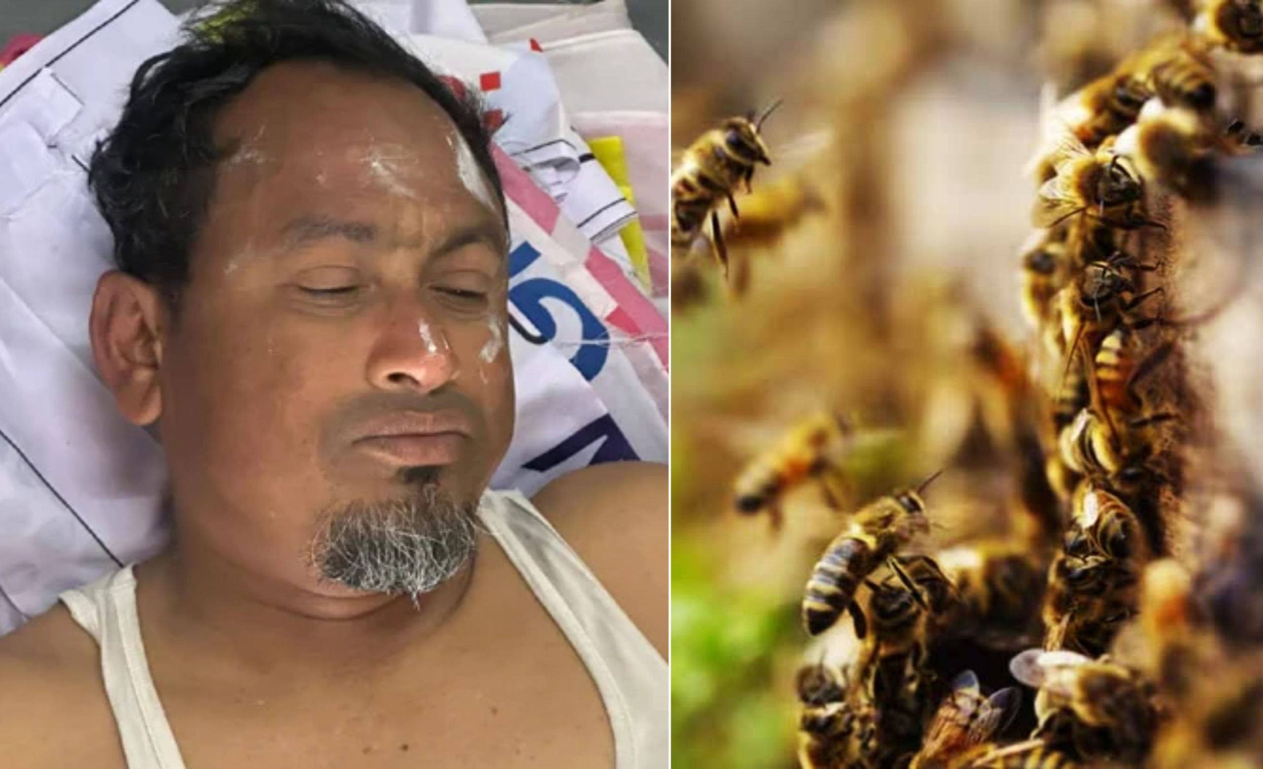 কুড়িগ্রামের উলিপুরে মৌমাছির ঝাঁকের আক্রমণ, জামায়াতের তিন নেতাকর্মী আহত—একজনের অবস্থা গুরুতর