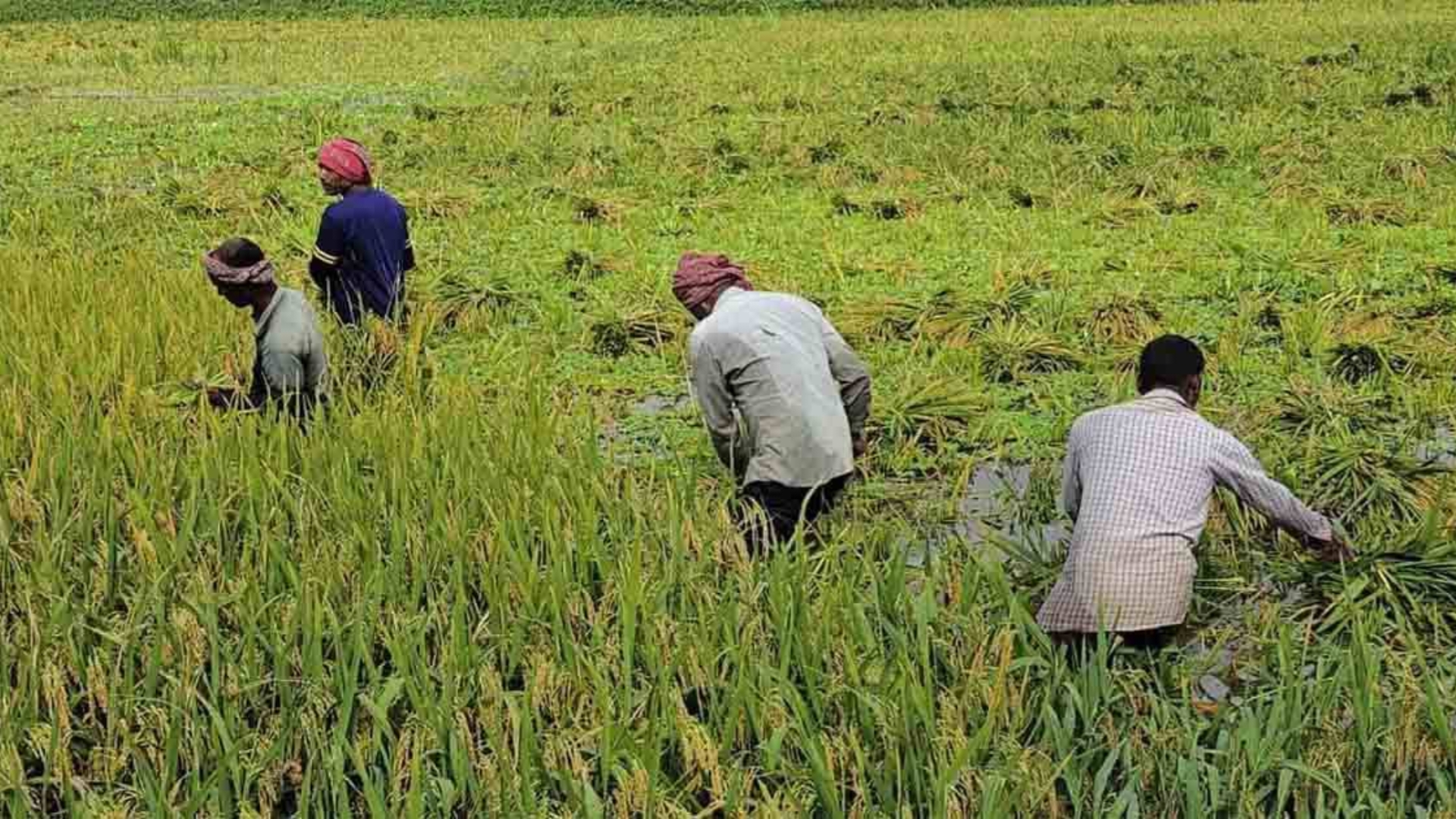 কুড়িগ্রামের কৃষকের কান্না কি কেউ শুনবে না?