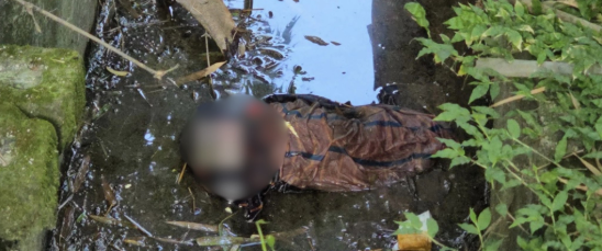 কুড়িগ্রামে ময়লার ড্রেন থেকে কাপড়ে মোড়ানো নবজাতকের মরদেহ উদ্ধার
